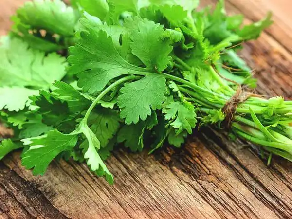 Ăn mùi tây giảm hôi miệng Ăn mùi tây giảm hôi miệng