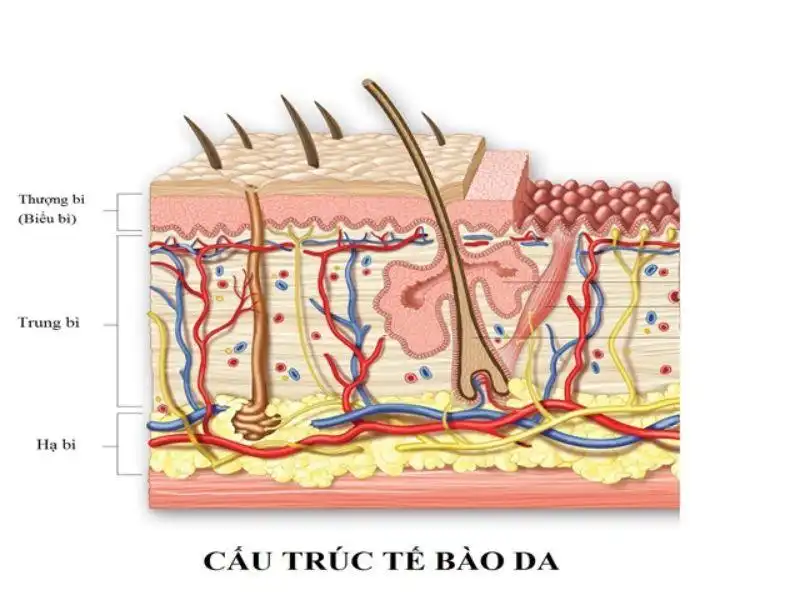 Da mỏng có lớp biểu bì mỏng hơn so với da thường Da mỏng có lớp biểu bì mỏng hơn so với da thường