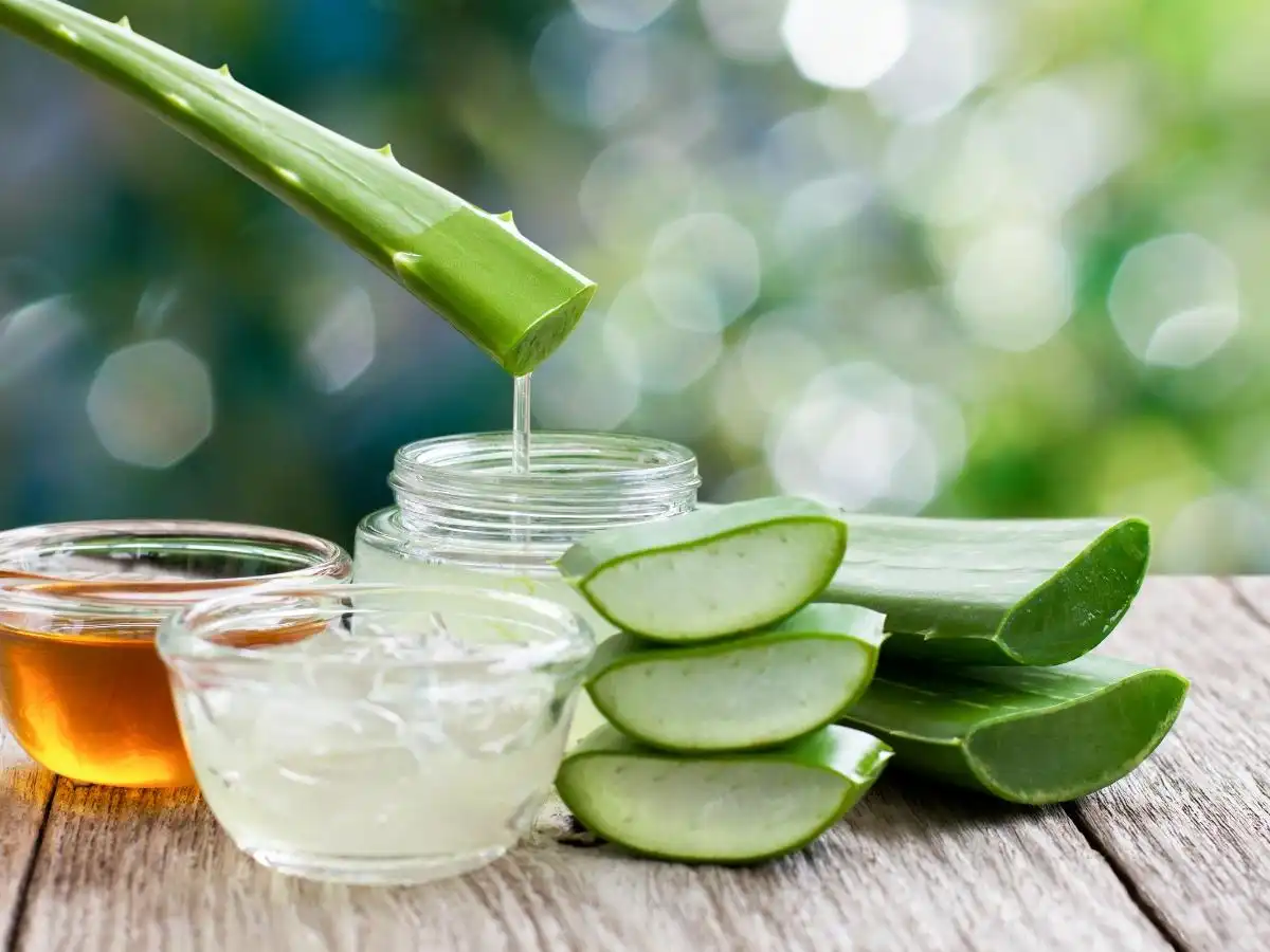 Nha đam có khả năng dưỡng ẩm sâu Nha đam có khả năng dưỡng ẩm sâu