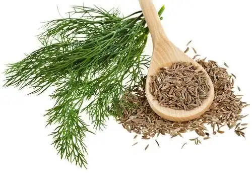 Thì là giúp giảm hôi miệng Thì là giúp giảm hôi miệng